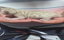 Bengal cats for sale: 2 stunning bengal kittens - Image 1
