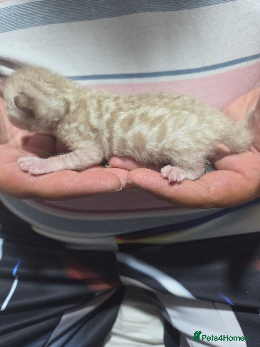 Bengal cats for sale: 2 stunning bengal kittens - Image 1