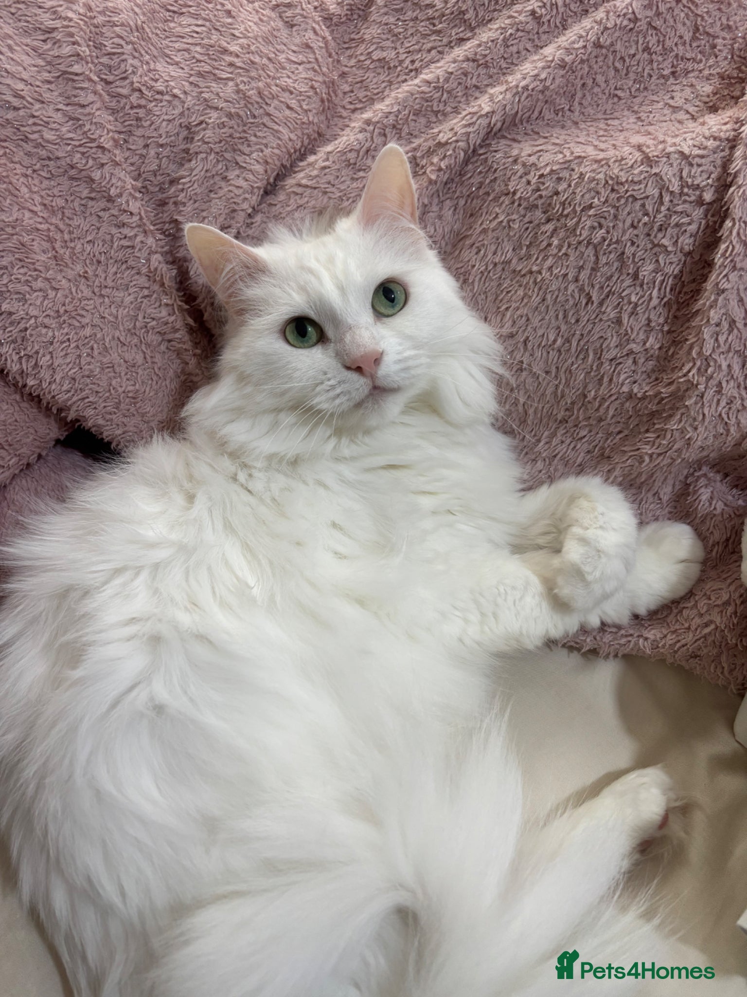 Turkish Angora cats Stunning white Angora female cat - Advert 8