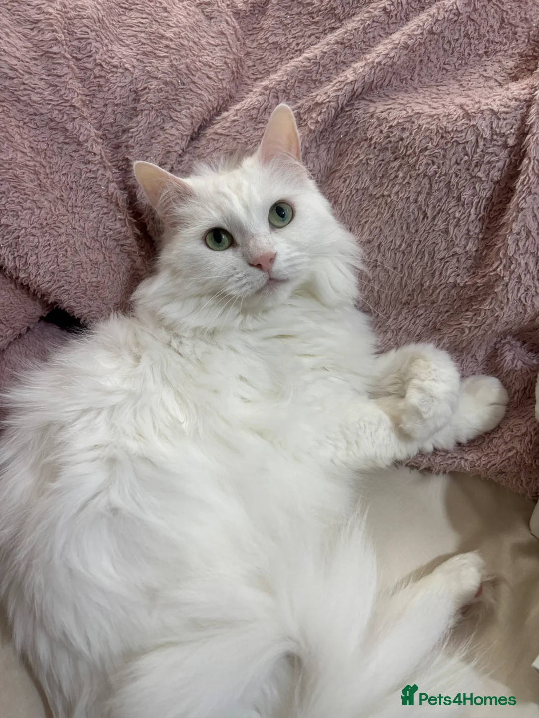 Turkish Angora cats for sale: Stunning white Angora female cat - Advert 1