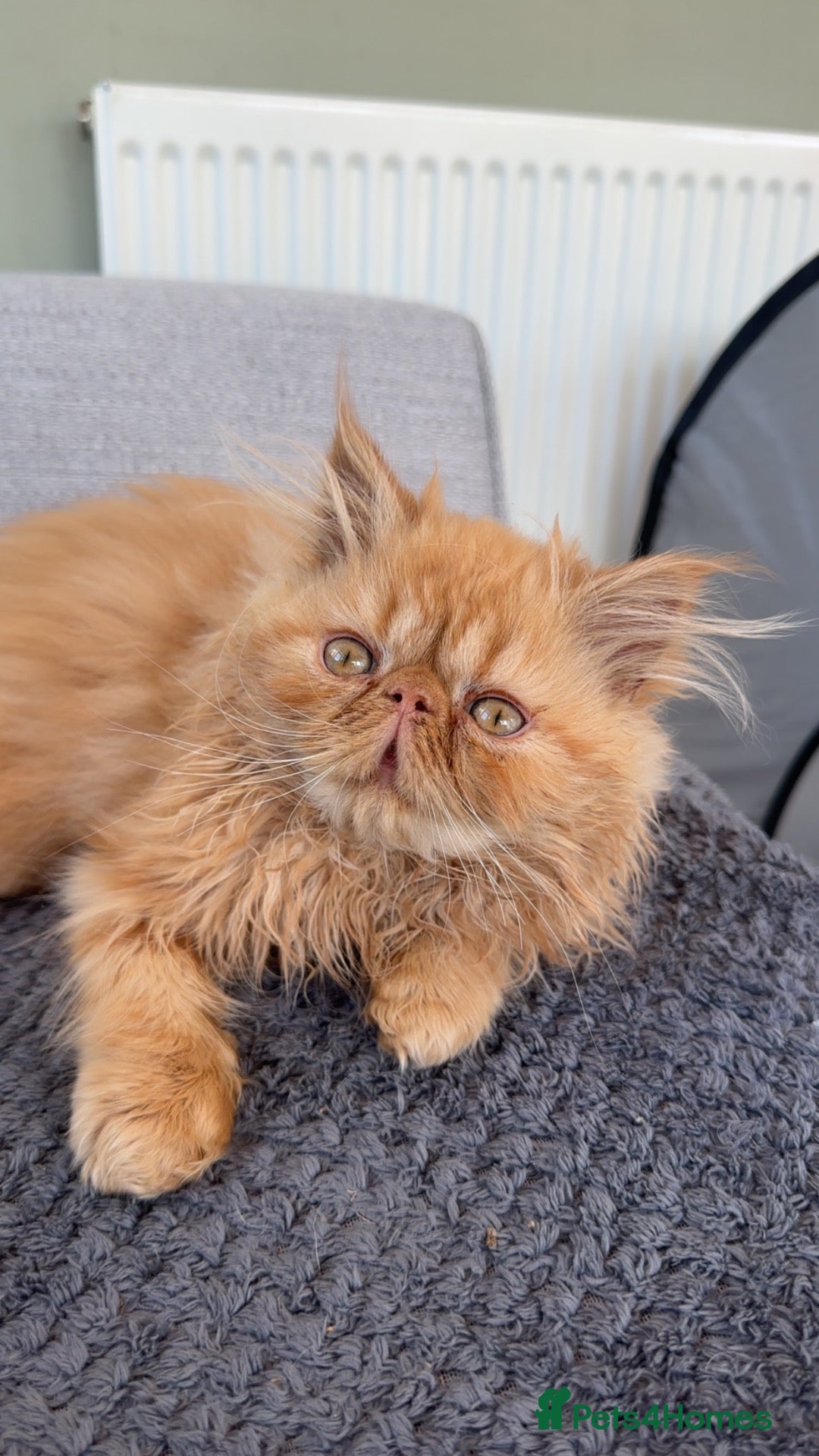 Persian cats Male Ginger Persian - Advert 3