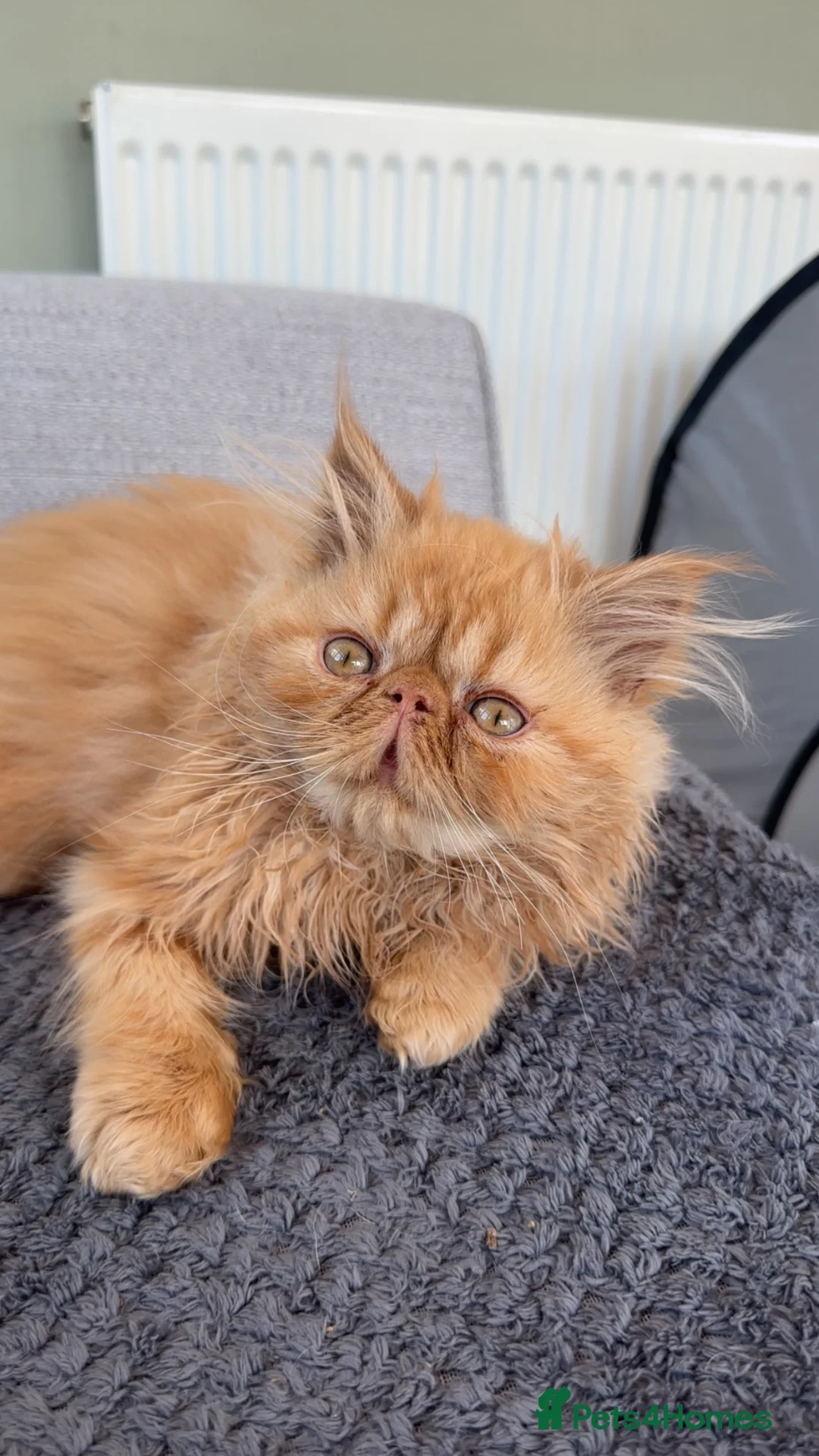 Persian cats for sale: Male Ginger Persian in Witney - Advert 1