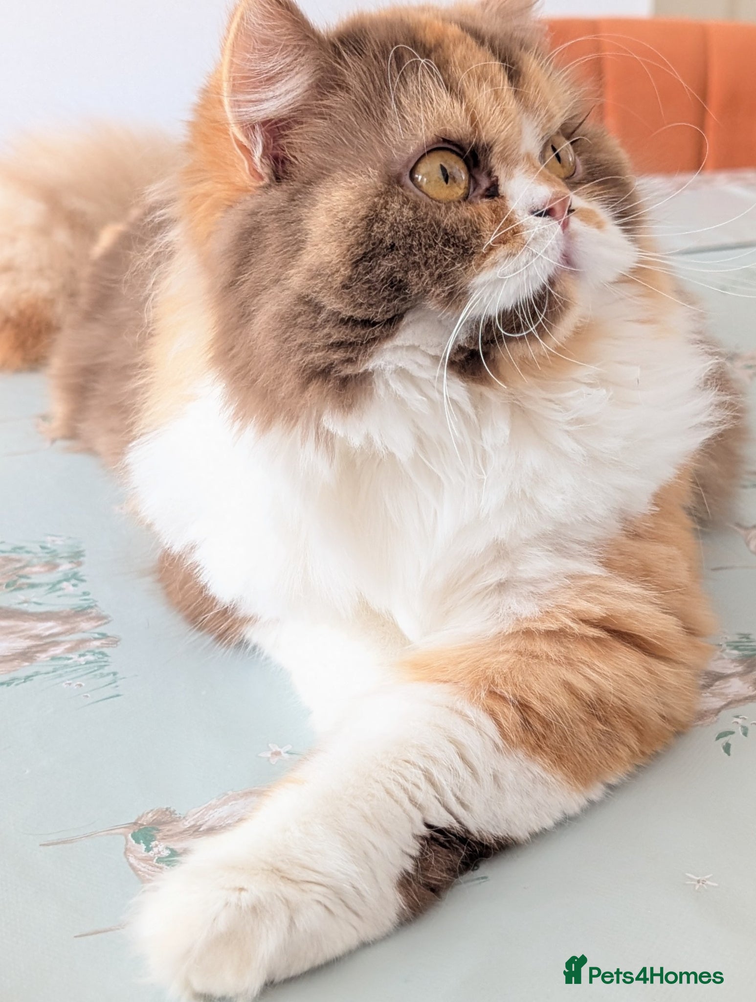 British Longhair cats TICA Active Cinnamon tortie BLH  - Advert 5