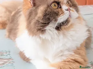 British Longhair cats TICA Active Cinnamon tortie BLH - Advert 5