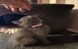 Russian Blue cats for sale: Russian Blue x - Image 5
