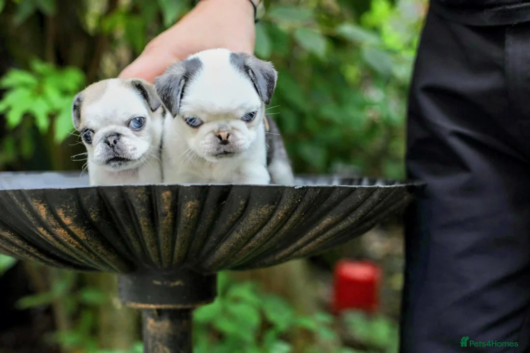 Pug dogs for sale: Panda pugs in Bishop Auckland - Advert 34