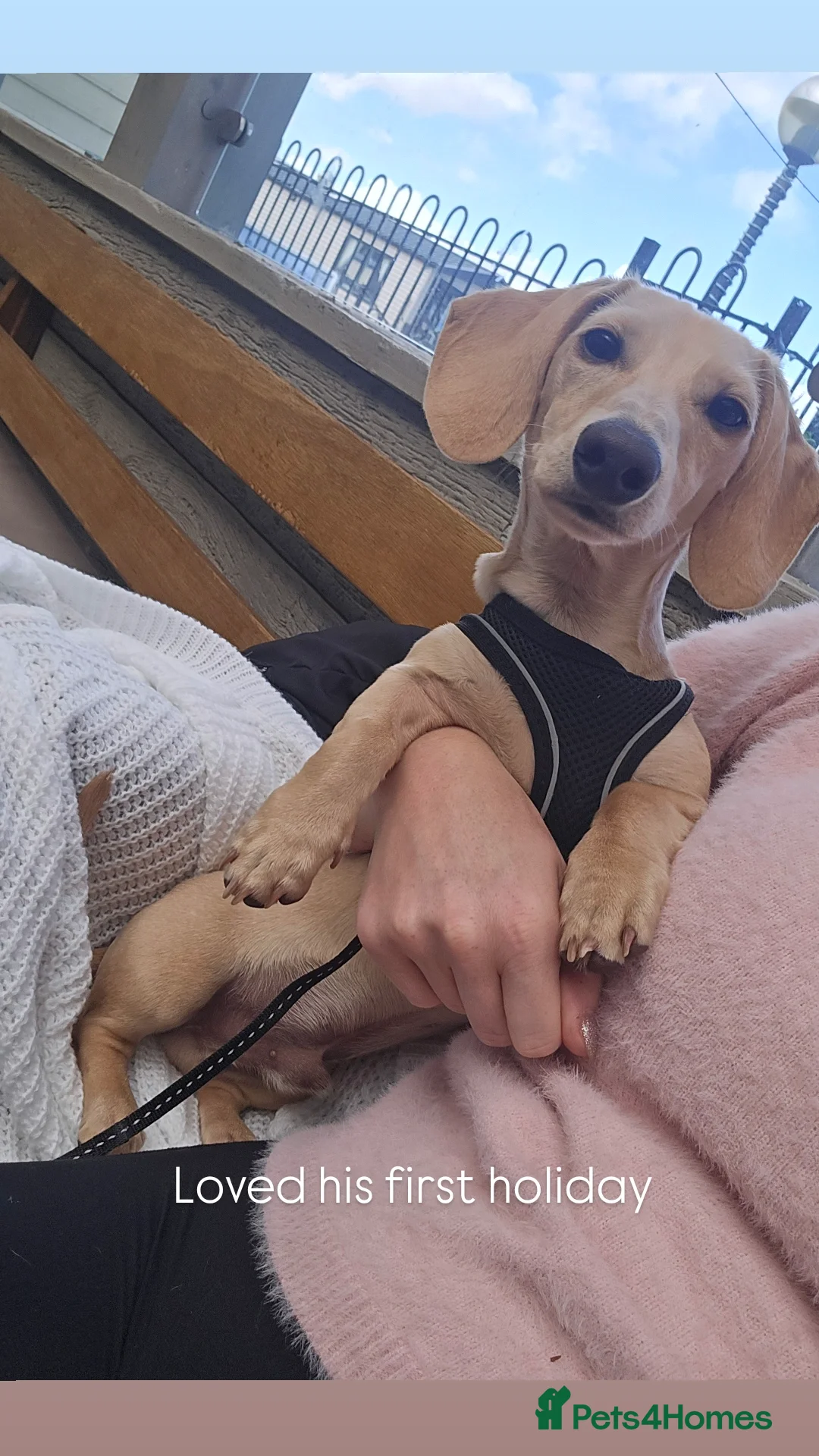 Miniature Dachshund dogs for sale: Miniature dachshund 7 months  - Image 2