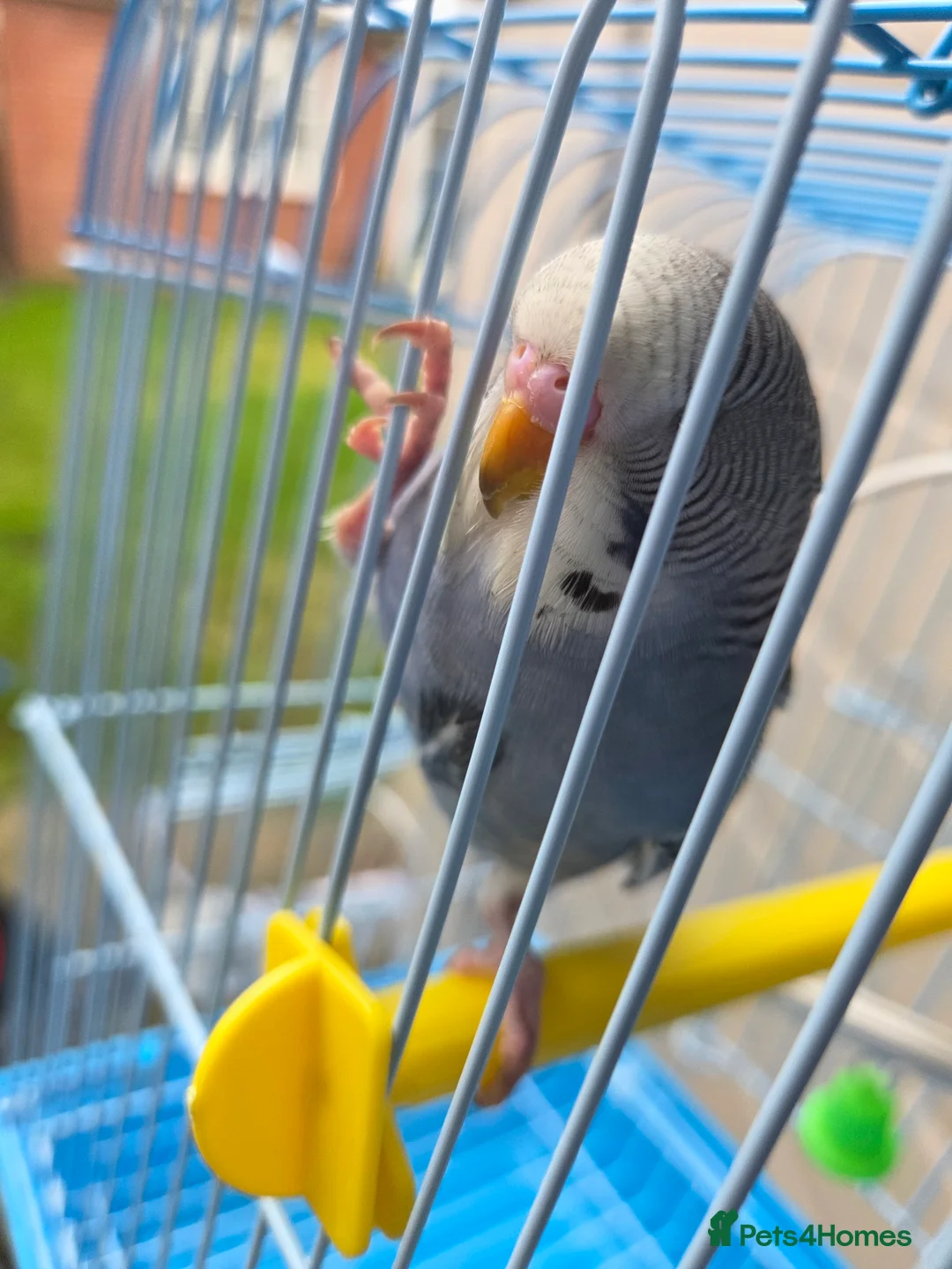 Budgerigars birds for sale:  budgies for sale - Advert 6