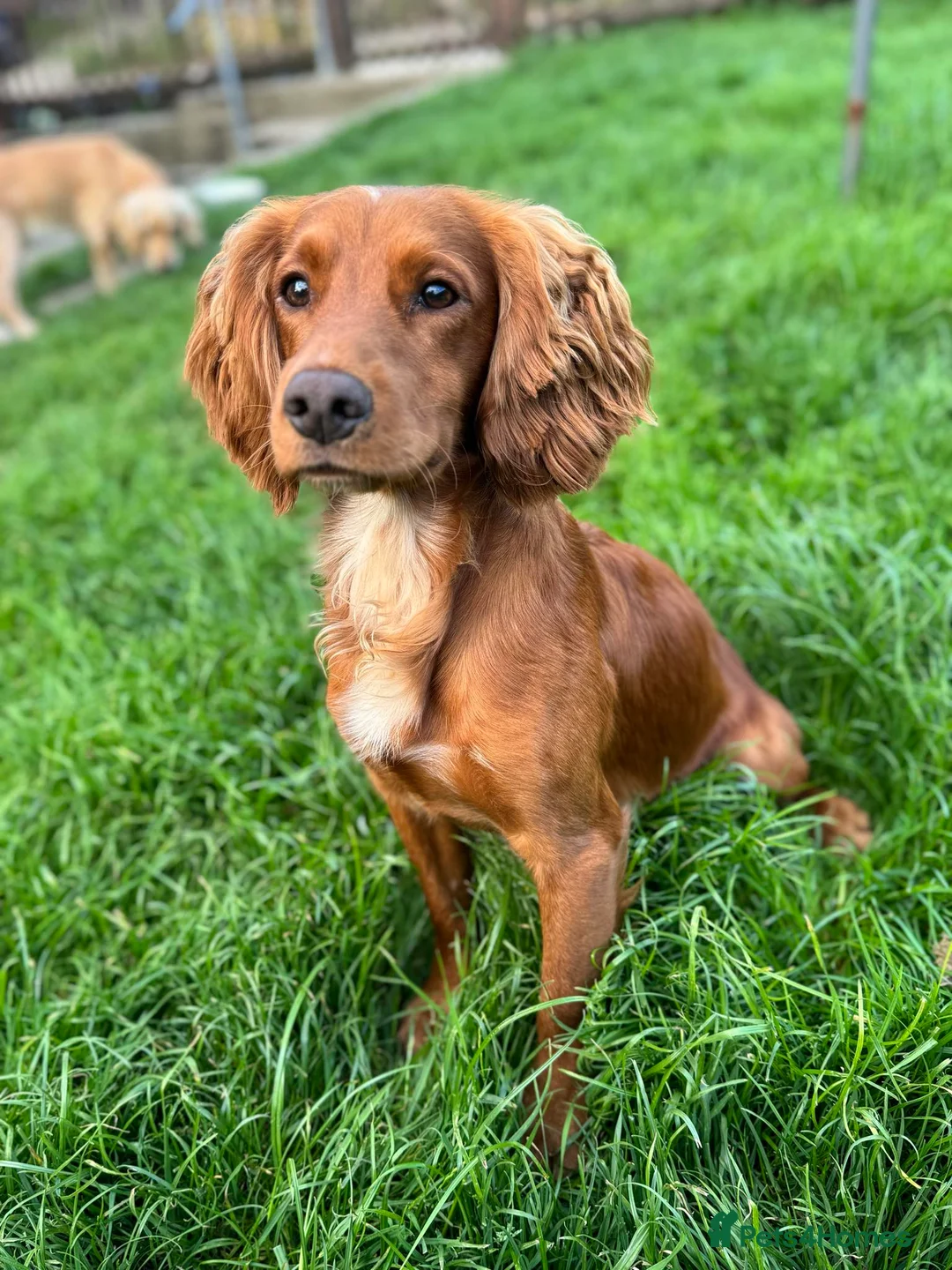 Cocker Spaniel dogs for stud: Proven Red KC REG Working Cocker Spaniel STUD in Chelmsford - Advert 6