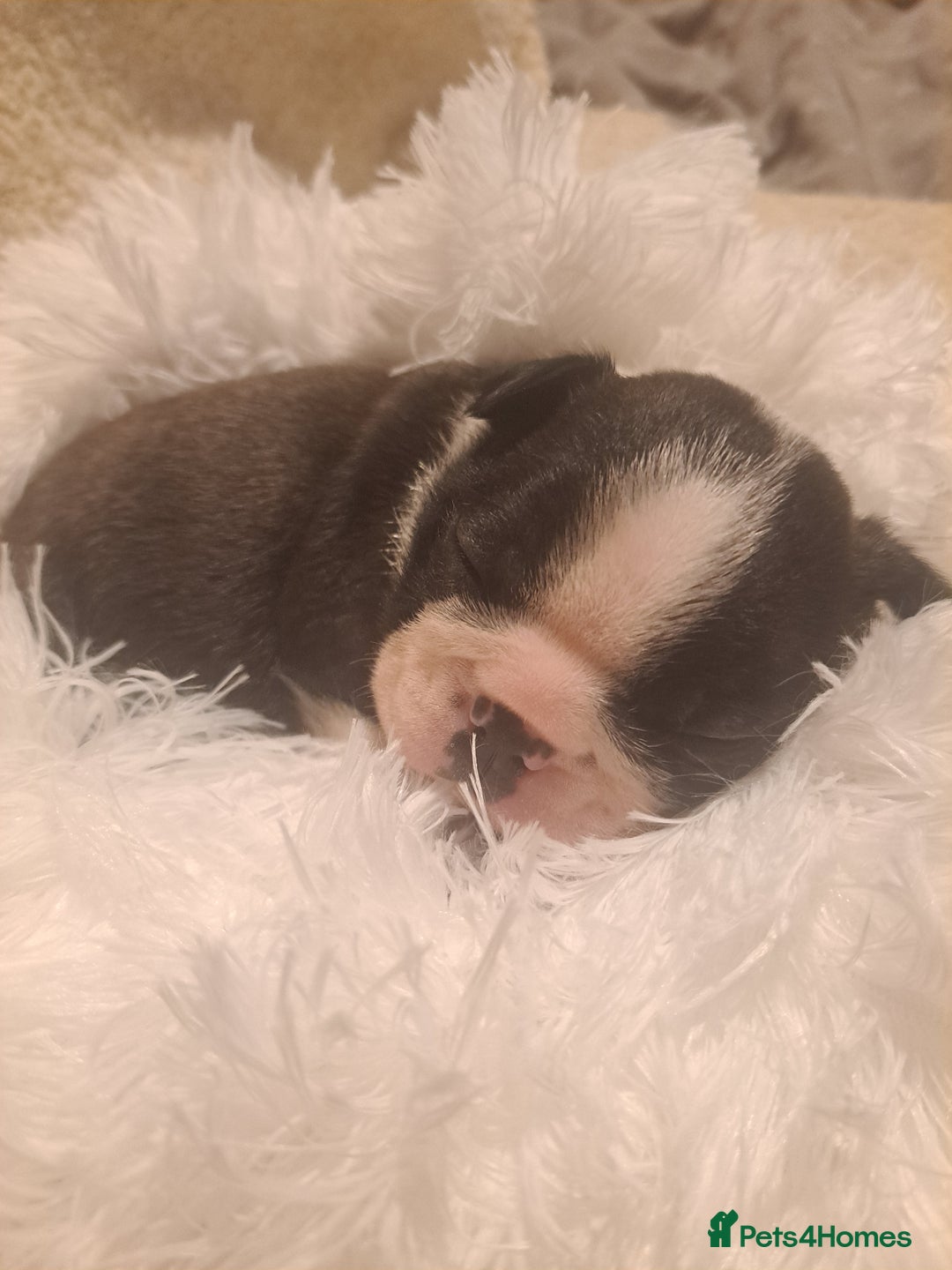 Boston Terrier dogs for sale: Boston terrier puppies - Advert 16
