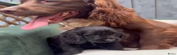 Cockapoo dogs for sale: F1 B cockerpoos  - Advert 5