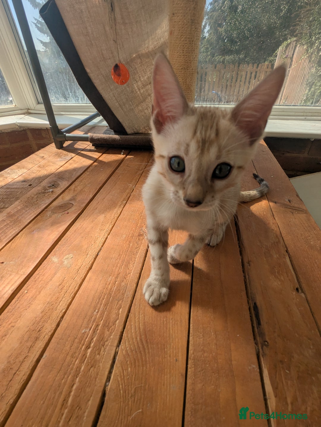 Bengal cats for sale: Bengal Kittens Purebred with Champion Lines  - Image 13