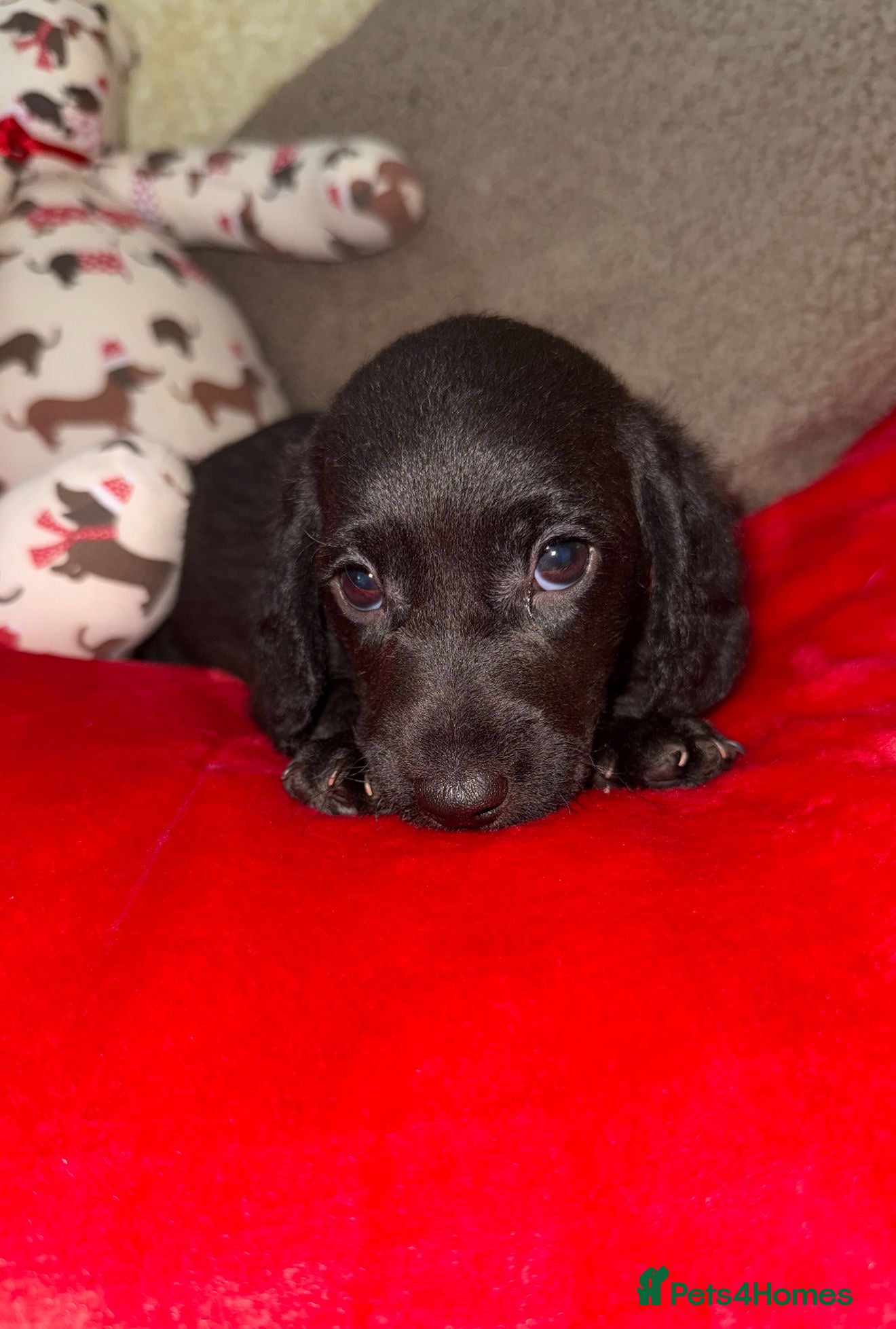 Doxiepoo dogs Stunning Daxipoo Puppies  - Advert 12