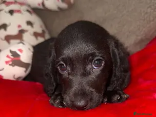 Doxiepoo dogs Stunning Daxipoo Puppies - Advert 12