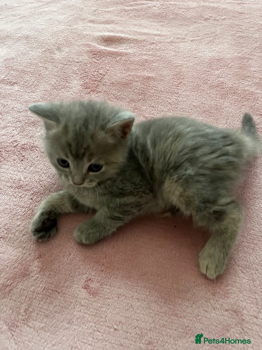 British Shorthair cats for sale: british shorthair cross maincoon - Advert 2