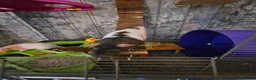 Rat rodents for sale: 2 lovely female rats with cage and accessories  - Advert 4