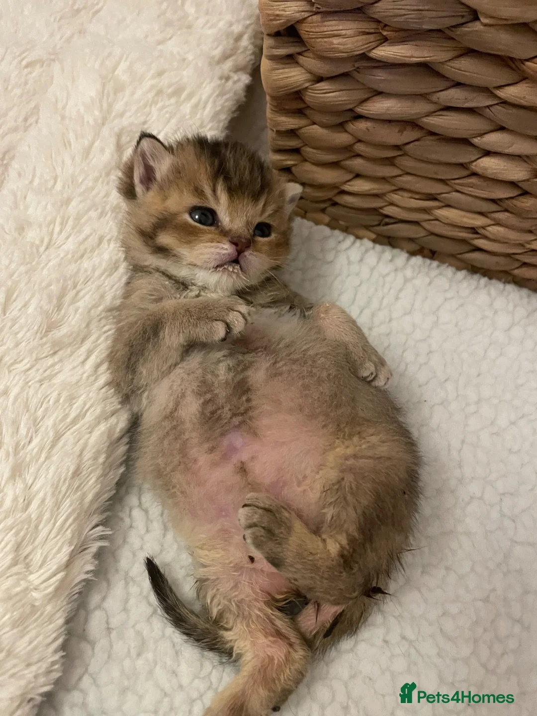 British Shorthair cats for sale: TICA reg Black Golden Kittens - Advert 2