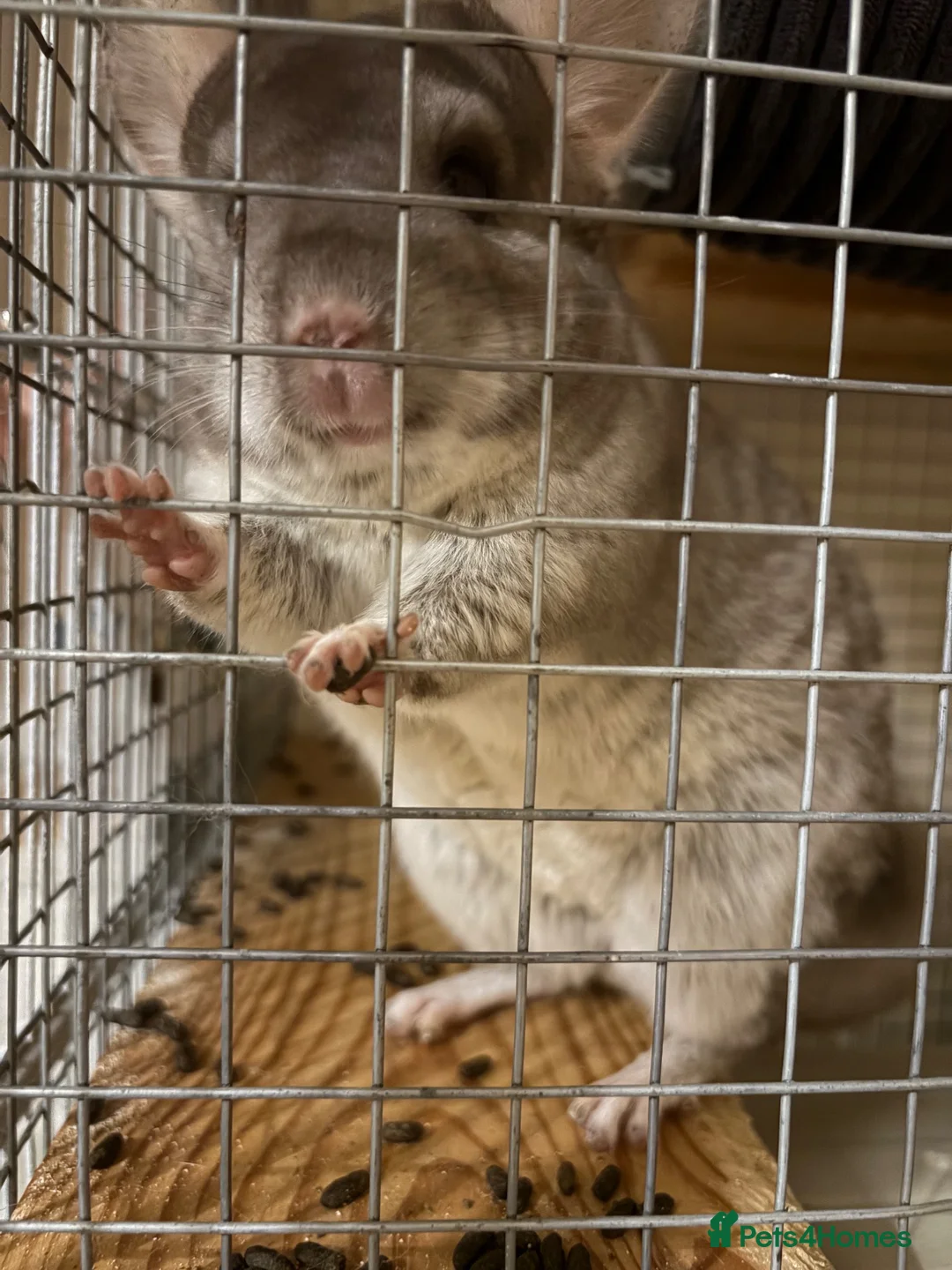 Chinchilla rodents for sale: Friendly 5-Year-Old Chinchilla with Cage – £160 🐭 - Advert 2
