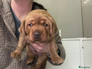 Labrador Retriever dogs KC Fox Red labradors - Advert 1