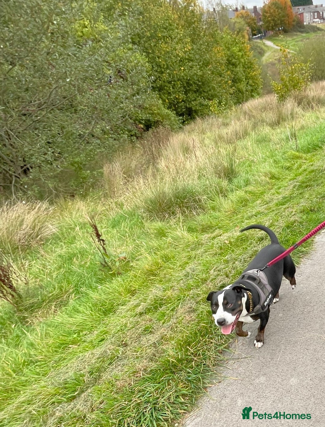 Staffordshire Bull Terrier dogs for sale: Mario – Gentle 5 Year Old Staffy - Advert 9