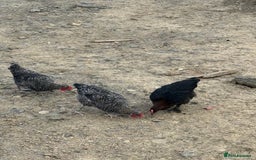 Chickens poultry for sale: Laying hens for sale - Image 12