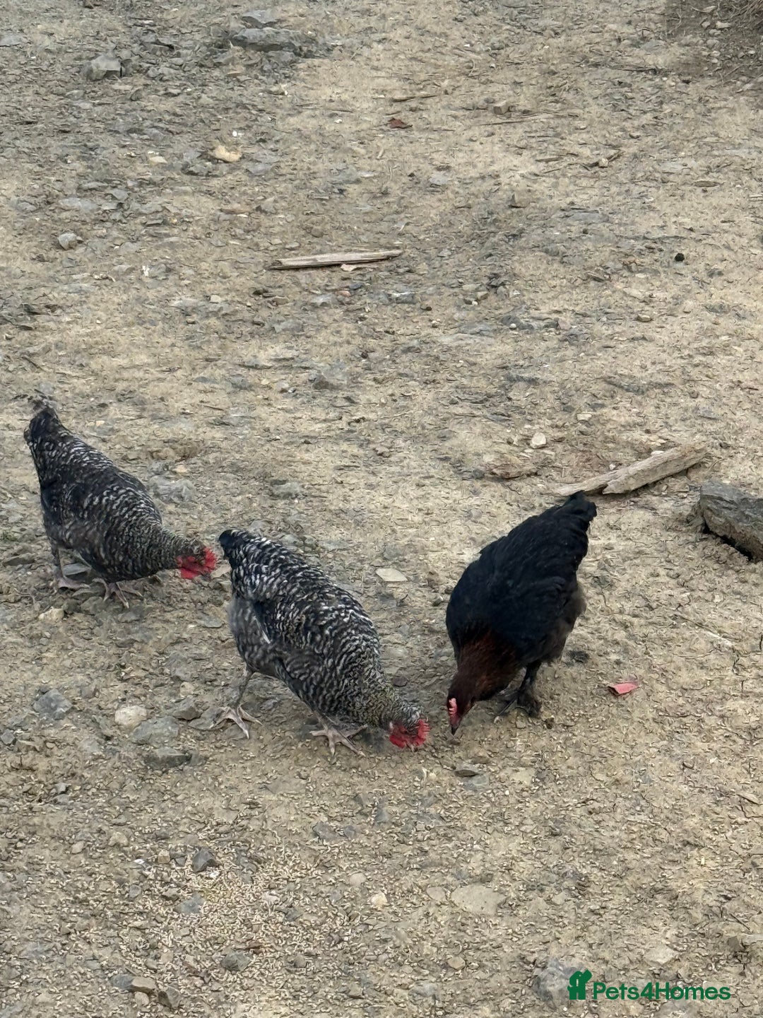 Chickens poultry for sale: Laying hens for sale - Image 12