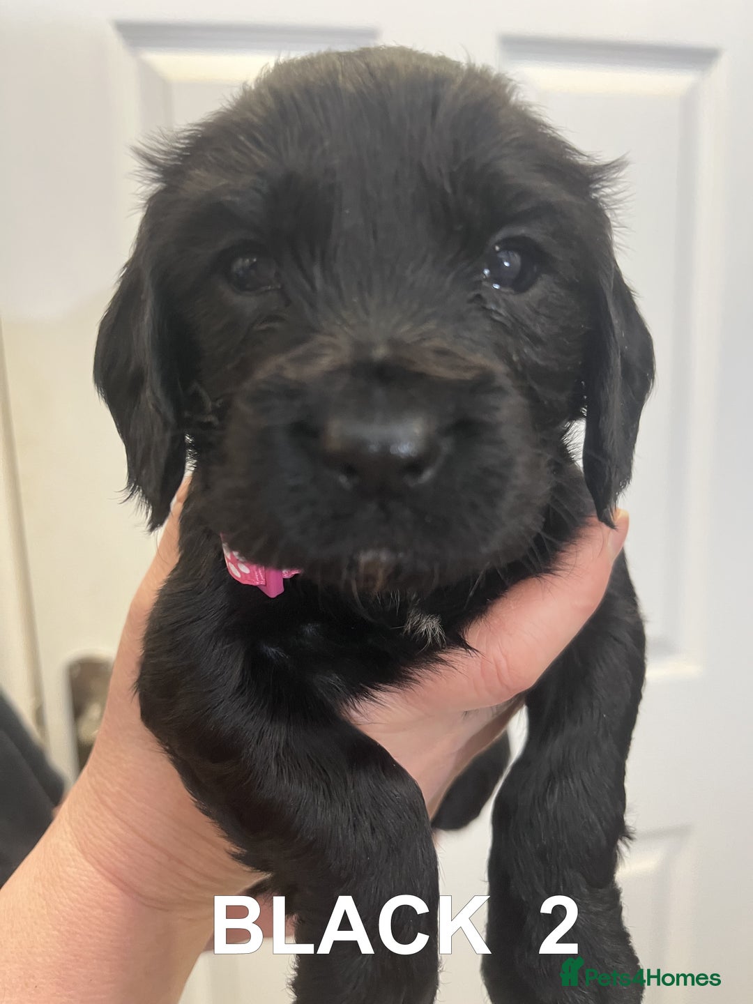 Cocker Spaniel dogs for sale: Working Cocker Spaniel Pups - Advert 6