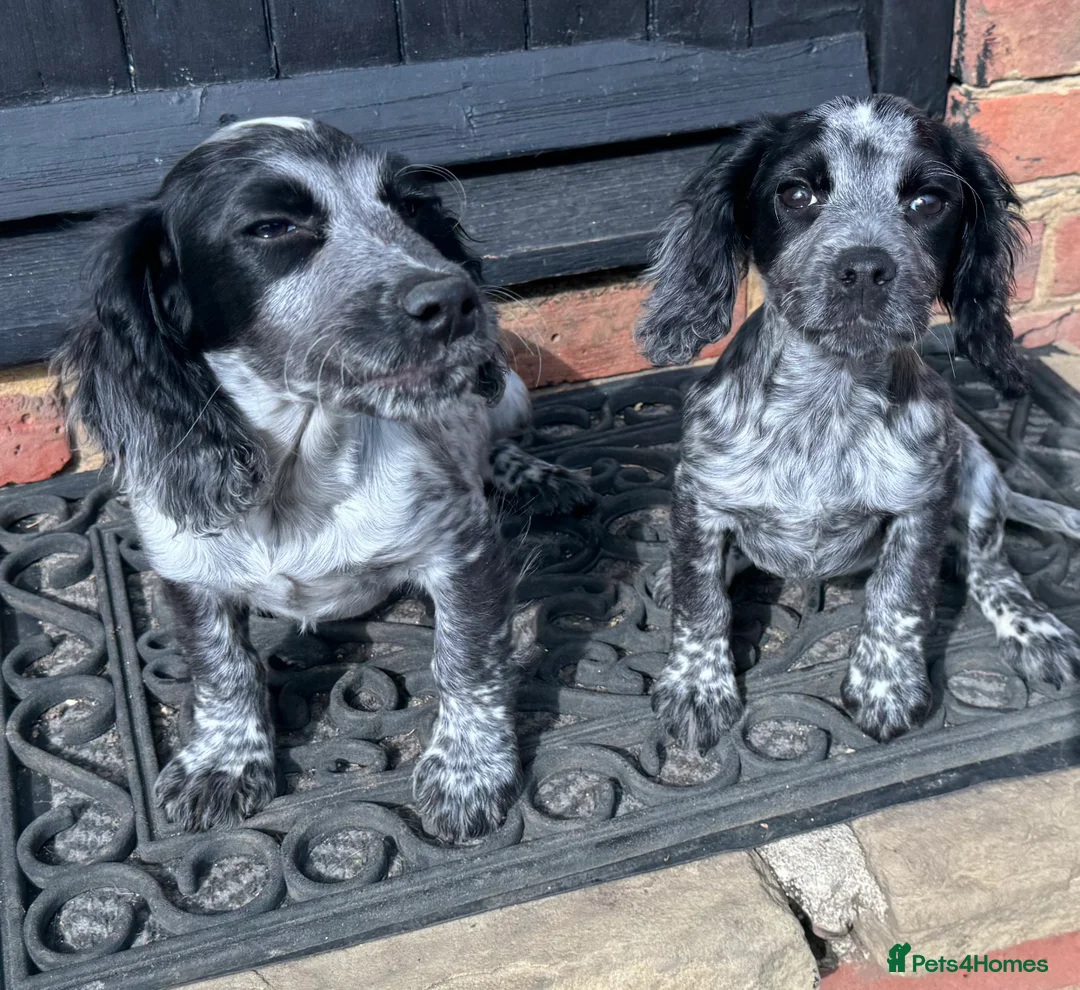 Cocker Spaniel dogs for sale: Cocker spaniels for sale  in St Albans - Advert 2