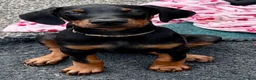 Dobermann dogs for sale: Health tested European puppies  - Advert 9