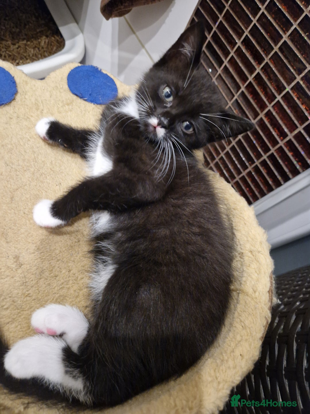 Mixed Breed cats for sale: Kittens😺 - Image 23