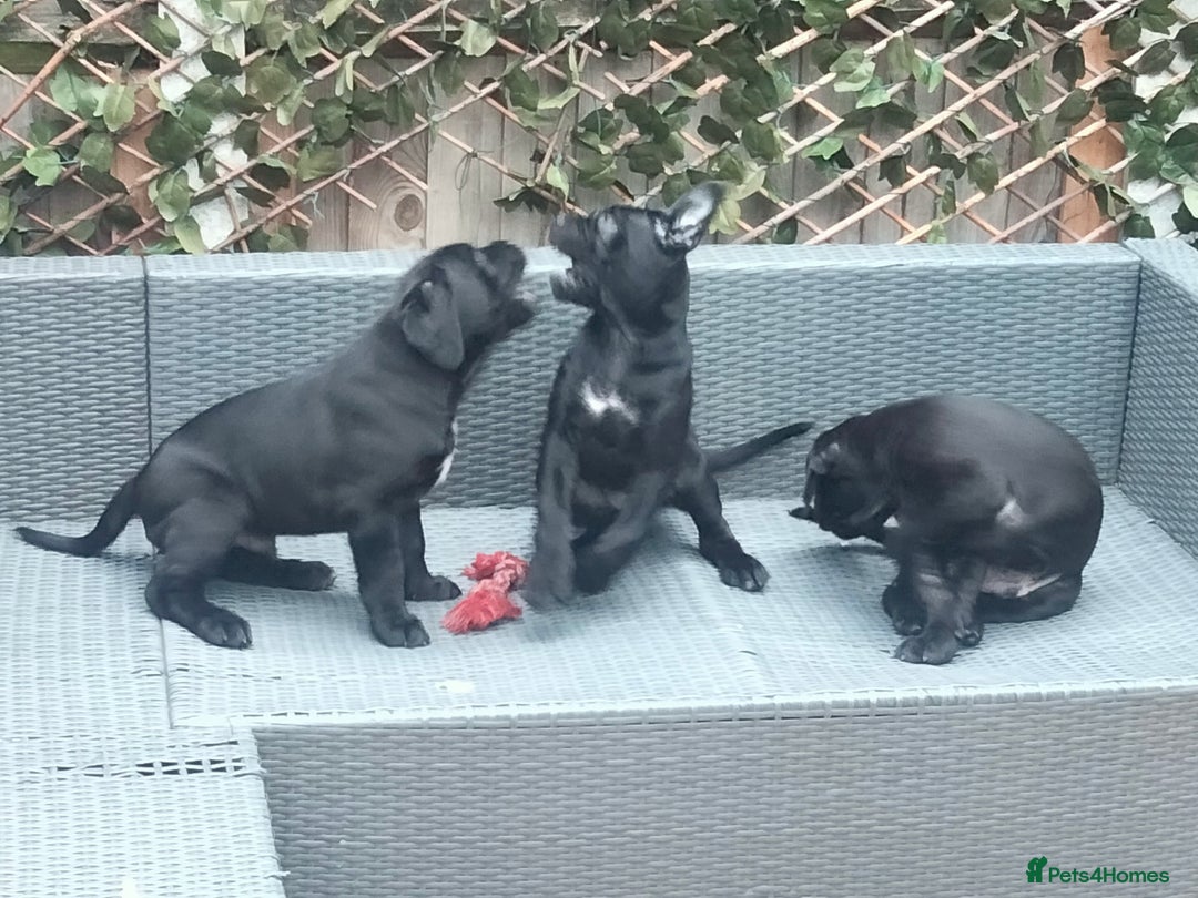 Cane Corso dogs for sale: Cane Corso puppies 14/11/25 - Image 3