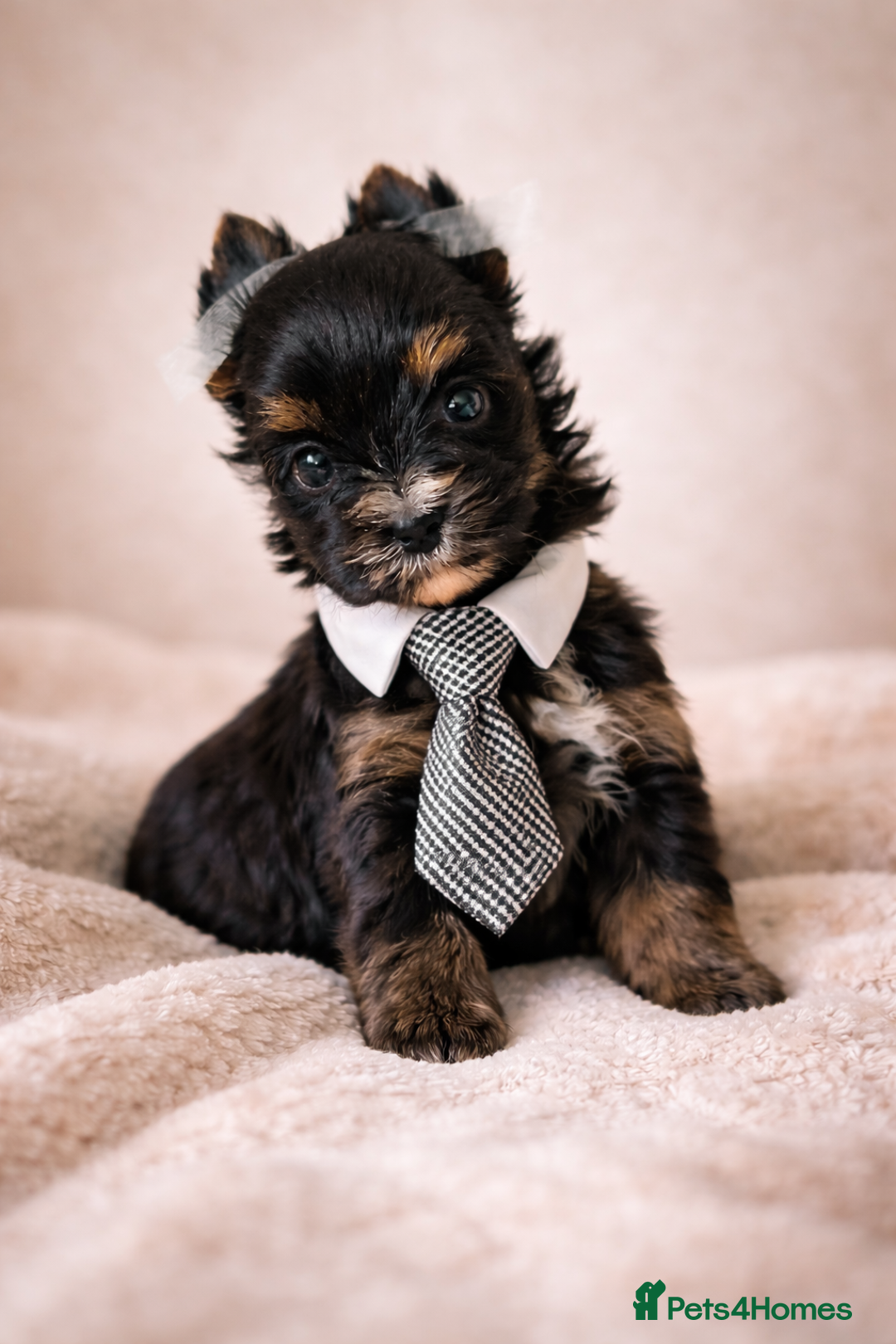 Yorkshire Terrier dogs for sale: Yorkshire Terrier  - Advert 8