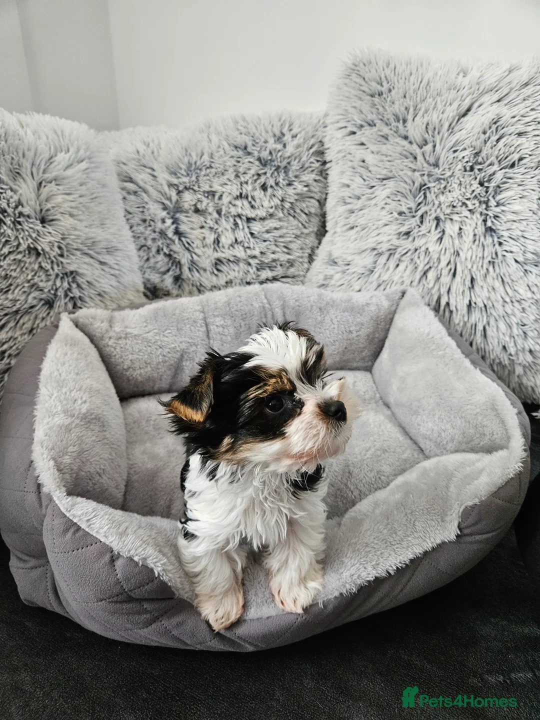 Biewer Terrier dogs for sale: Biewer Yorkshire Terier - Advert 8