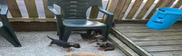 Border Terrier dogs for sale: Border terrior puppies  in Blackwood - Advert 9