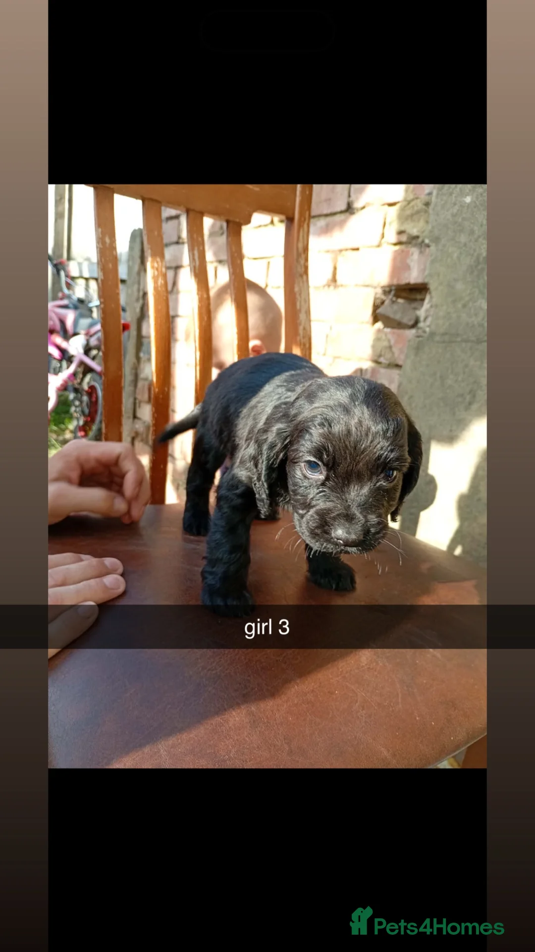 Cocker Spaniel dogs for sale: cocker spaniel pups  - Advert 2