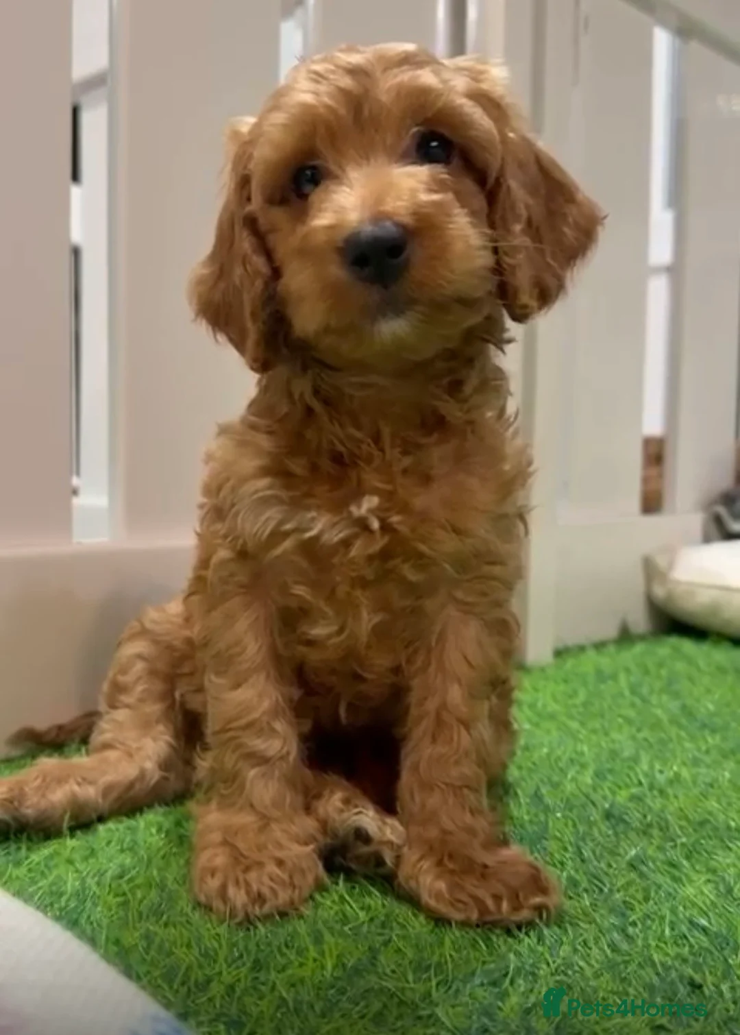 Cockapoo dogs for sale: Stunning 🐶 Cockapoo Puppies - Advert 5