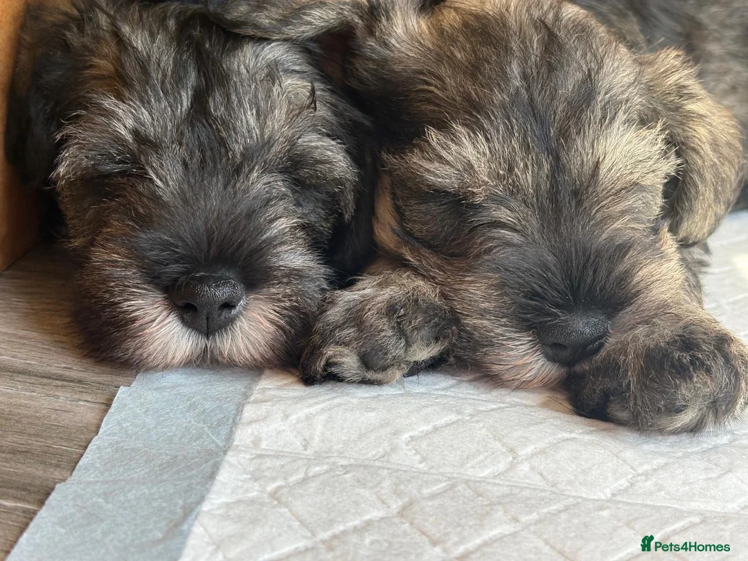 Miniature Schnauzer dogs for sale: Miniature Schnauzer Puppies - Advert 2