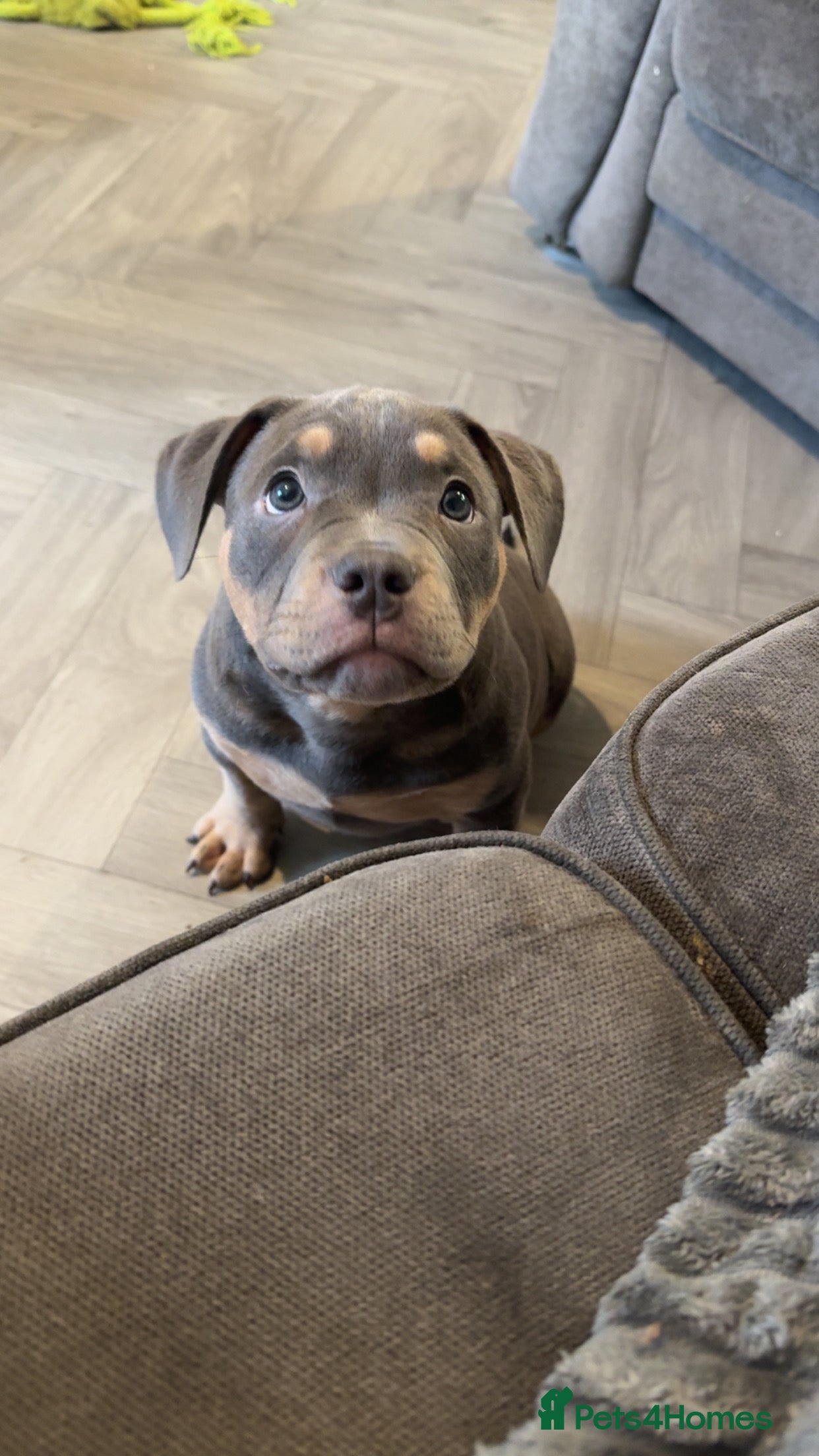 American Bully dogs Pocket bully puppies  - Advert 13