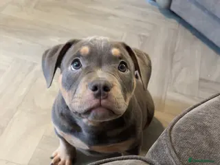 American Bully dogs Pocket bully puppies - Advert 13