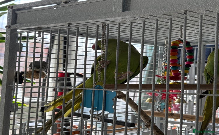 Parrots birds - Advert 1