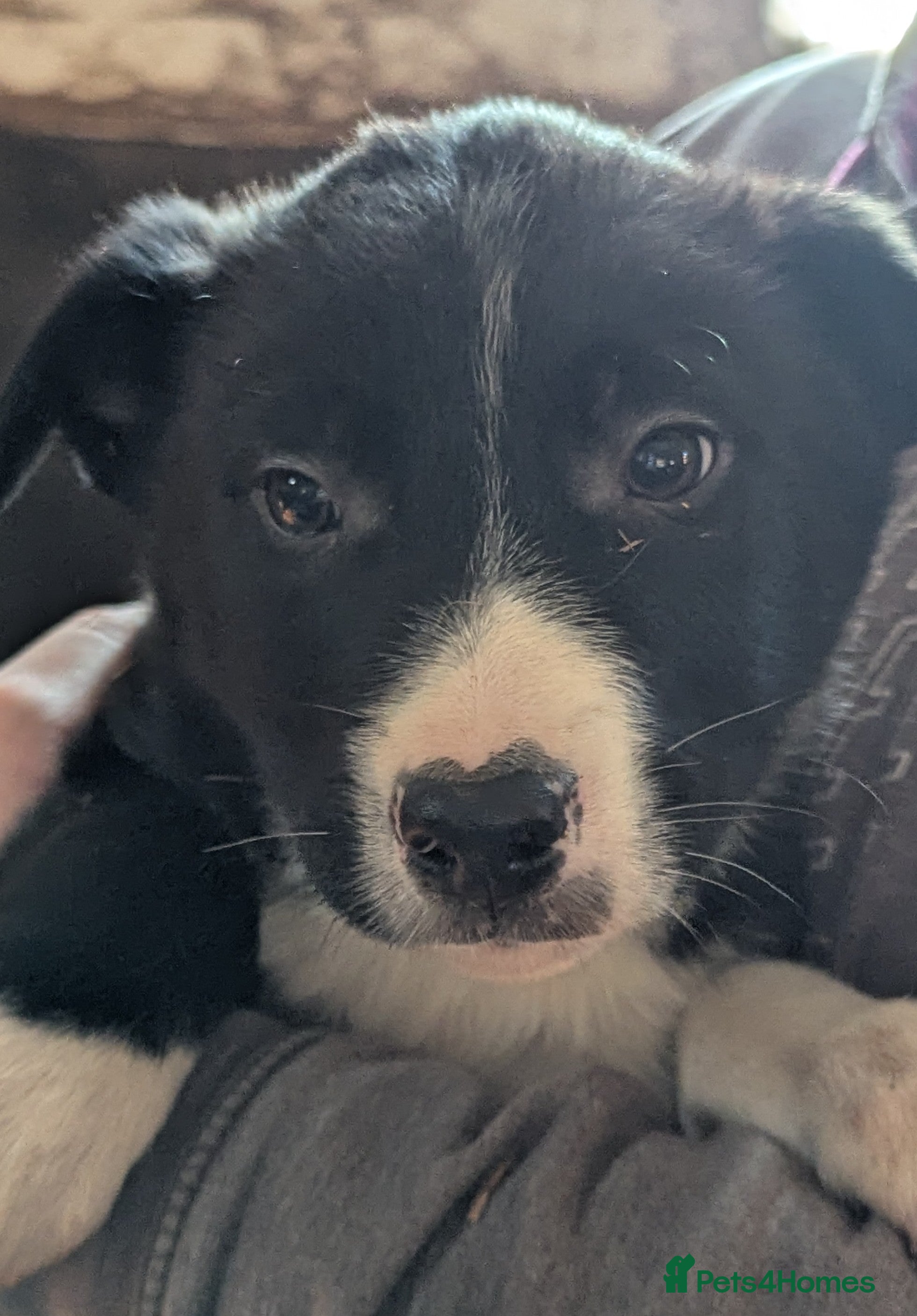 Border Collie dogs  * 1 male left *Border Collie Puppies for Sale - Advert 2