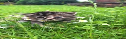 Mixed Breed cats for sale: 😼🩷Kittens looking for their forever homes💕 in Telford - Advert 7
