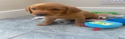 Labrador Retriever dogs for sale: 8 Stunning Fox Red & Black Labrador Puppies in Walsall - Advert 12