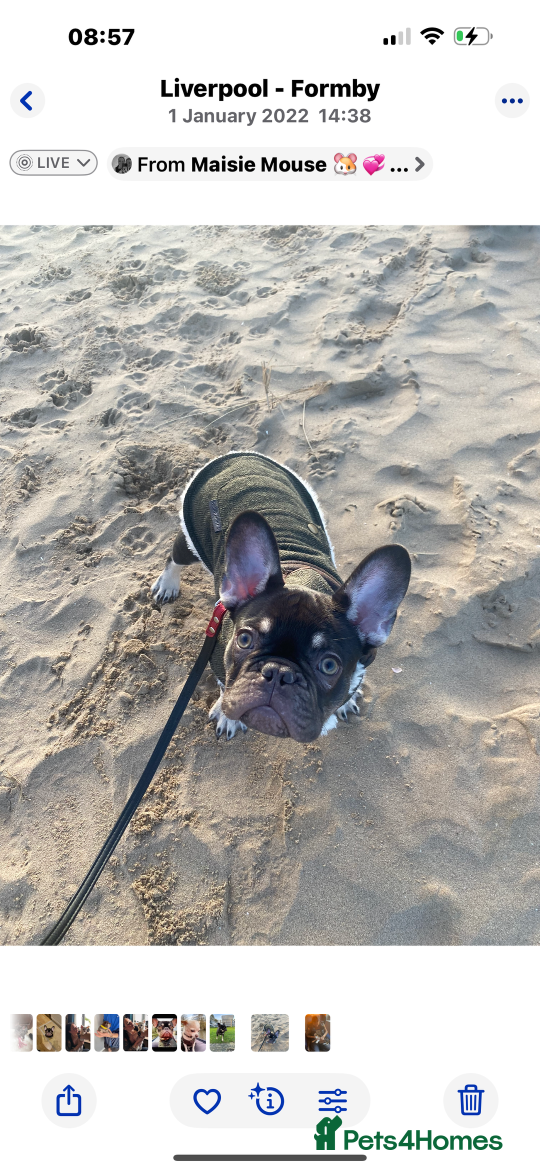 French Bulldog dogs for sale: Loving Home Needed for My French Bulldog  - Advert 7