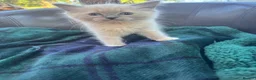 Ragdoll cats for sale: Blue point kittens - Advert 4