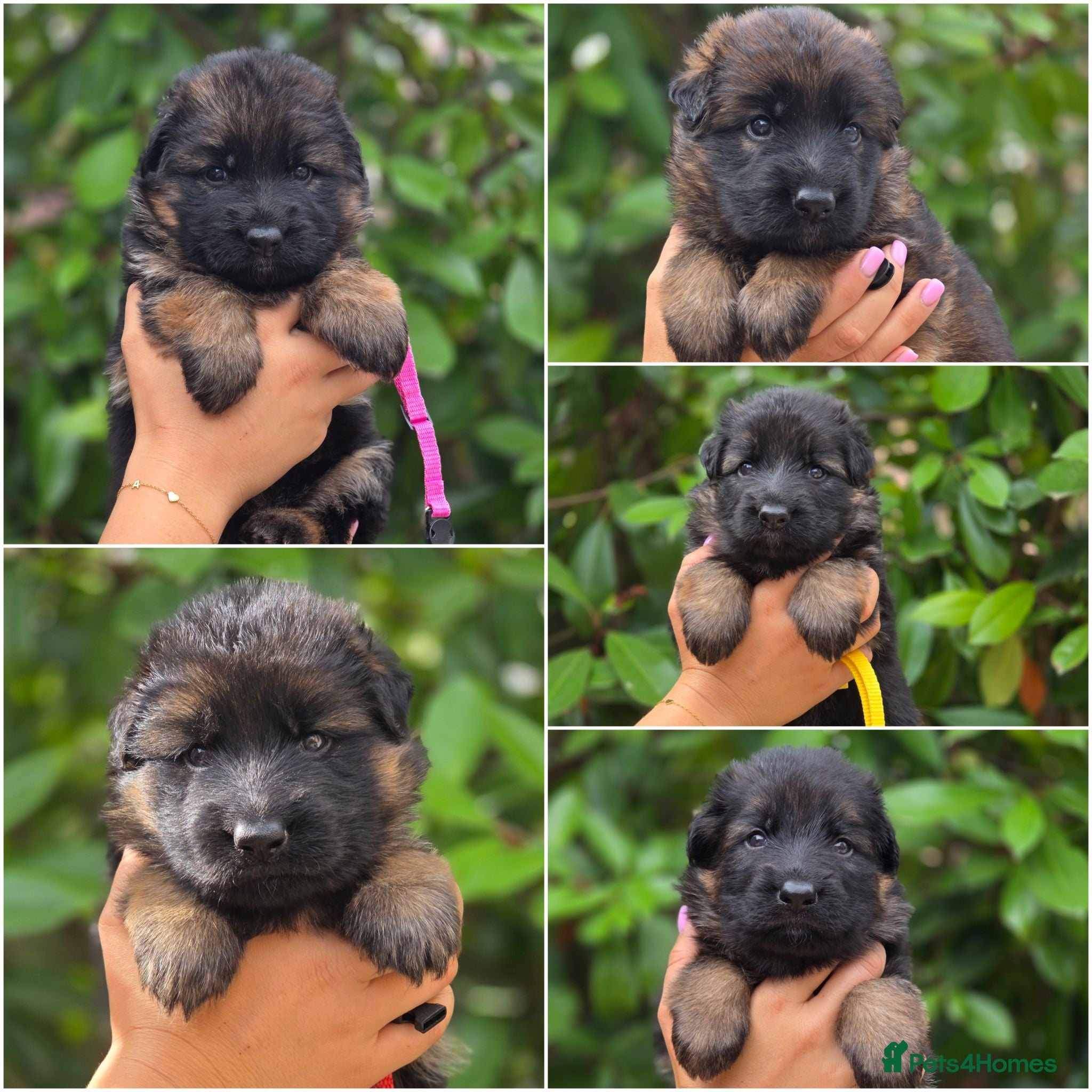 German Shepherd dogs Beautiful German Shepherd Puppies  - Advert 5