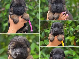German Shepherd dogs Beautiful German Shepherd Puppies - Advert 5
