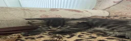 Mixed Breed cats for sale: Exotic Kittens For Sale in Aylesbury - Advert 3