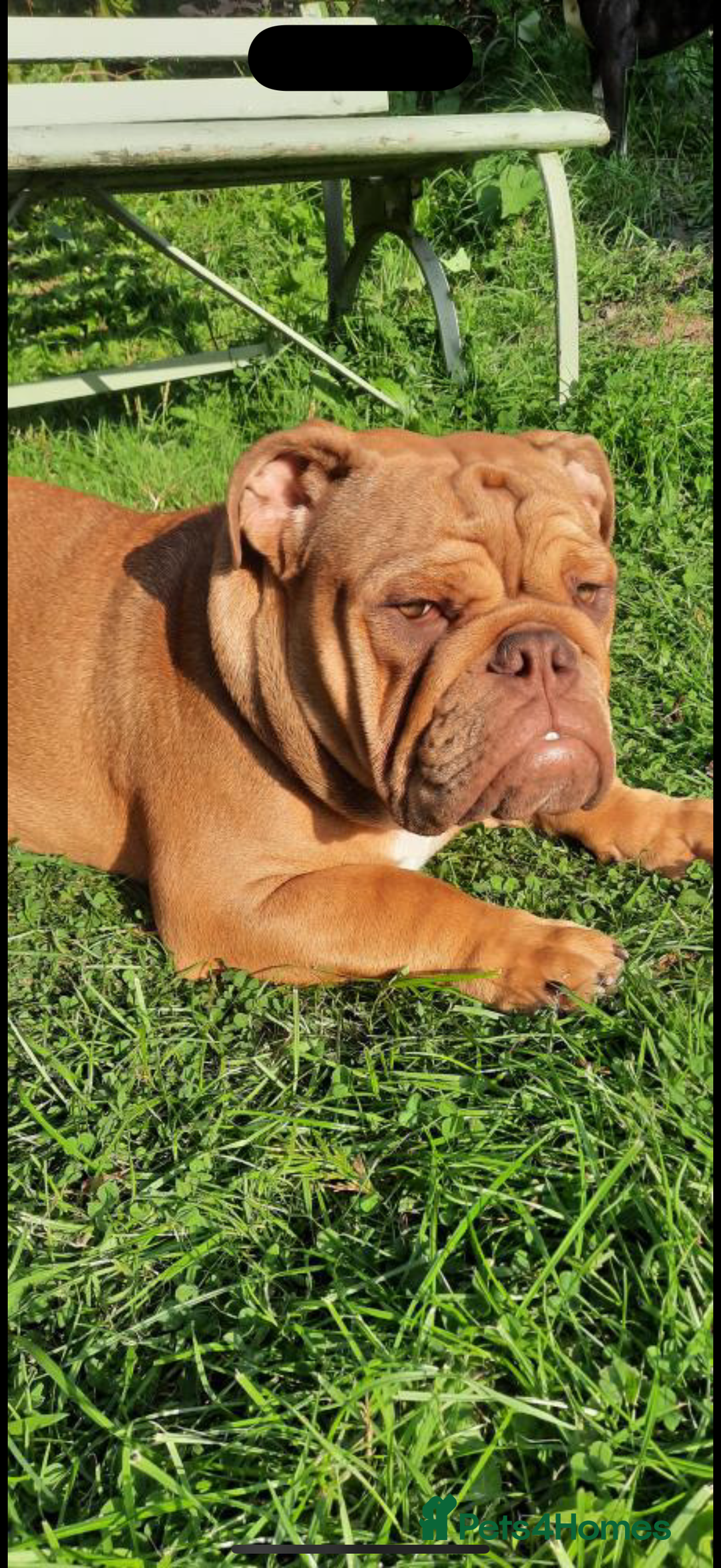 English Bulldog dogs for stud: For stud  - Advert 5