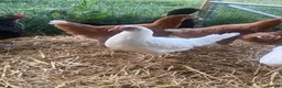 Chickens poultry for sale: Point of lay hybrid pullets (hens) - Advert 3